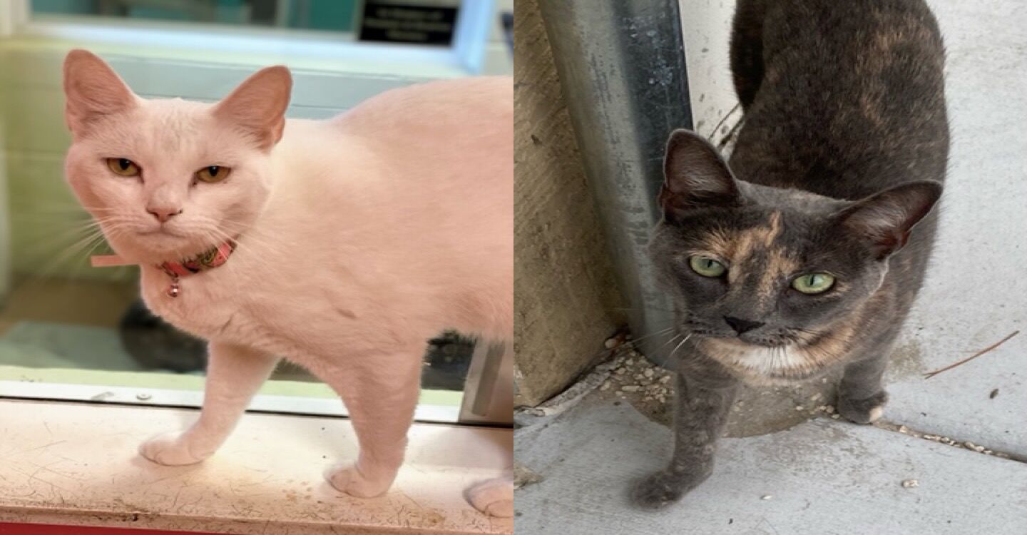 St. Lucie County Pet of the Week - Week of July 31, 2020